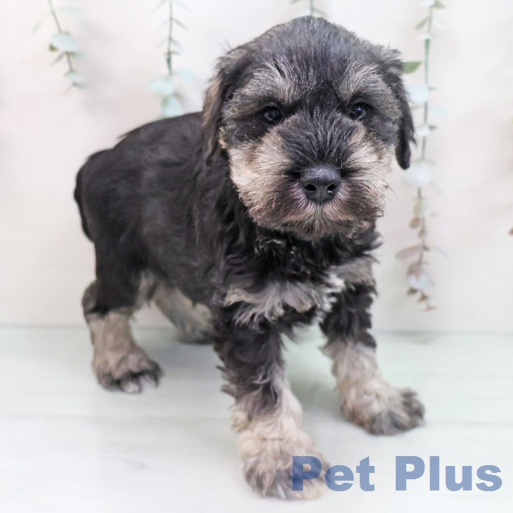 大阪府のミニチュアシュナウザー (ペットプラス りんくう泉南店/2026年1月20日生まれ/男の子/ソルトペッパー)の子犬の2枚目の画像