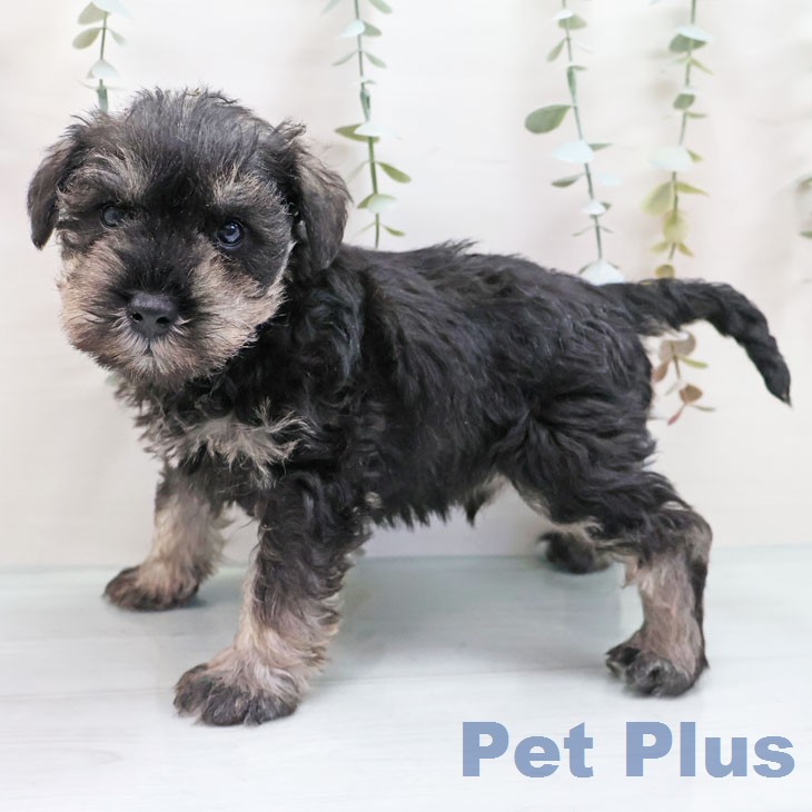 福岡県のミニチュアシュナウザー (ペットプラス 八幡東店/2026年1月20日生まれ/男の子/ソルトペッパー)の子犬の1枚目の画像