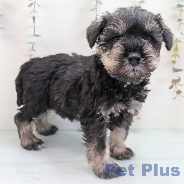 福岡県のミニチュアシュナウザー (ペットプラス 八幡東店/2026年1月20日生まれ/男の子/ソルトペッパー)の子犬の2枚目の画像