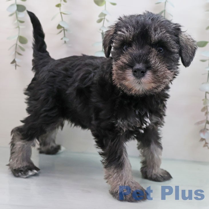 福岡県のミニチュアシュナウザー (ペットプラス 黒崎店/2026年1月20日生まれ/女の子/ソルトペッパー)の子犬の1枚目の画像