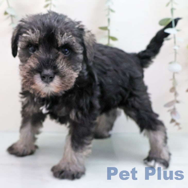 福岡県のミニチュアシュナウザー (ペットプラス 黒崎店/2026年1月20日生まれ/女の子/ソルトペッパー)の子犬の2枚目の画像
