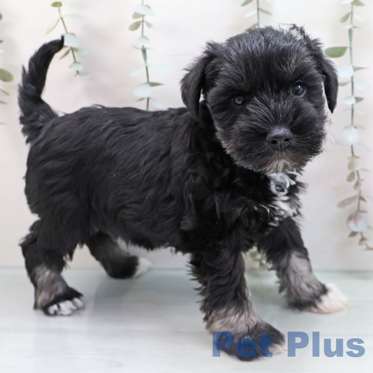 大阪府のミニチュアシュナウザー (ペットプラス イオン大日店/2026年1月20日生まれ/女の子/ブラックシルバー)の子犬