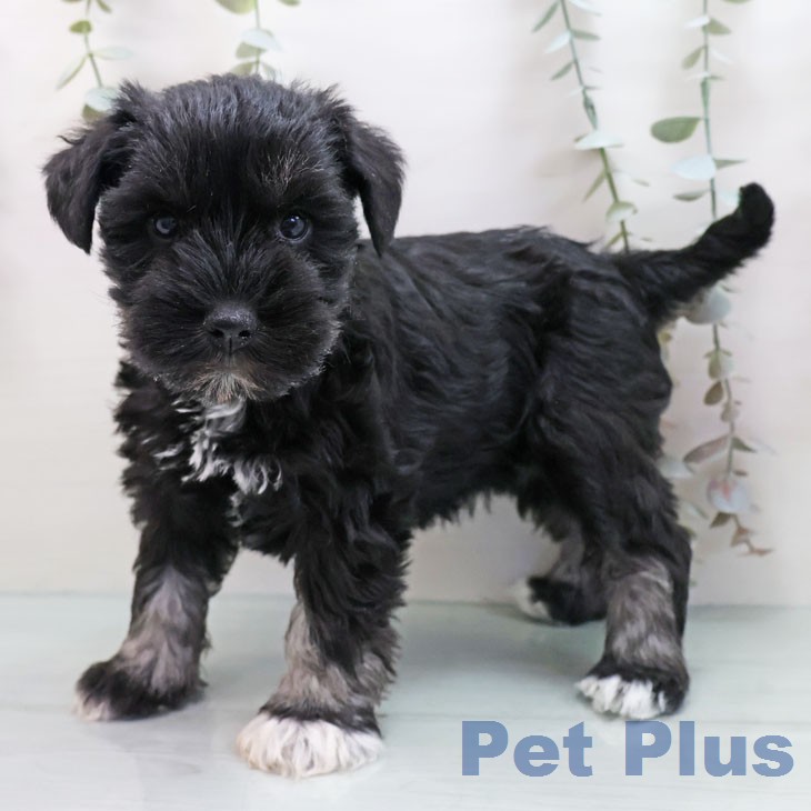 大阪府のミニチュアシュナウザー (ペットプラス イオン大日店/2026年1月20日生まれ/女の子/ブラックシルバー)の子犬の2枚目の画像