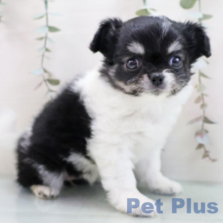 岐阜県のチワワ(ロング) (ペットプラス 各務原店/2026年1月21日生まれ/女の子/ブラックタンホワイト)の子犬の1枚目の画像