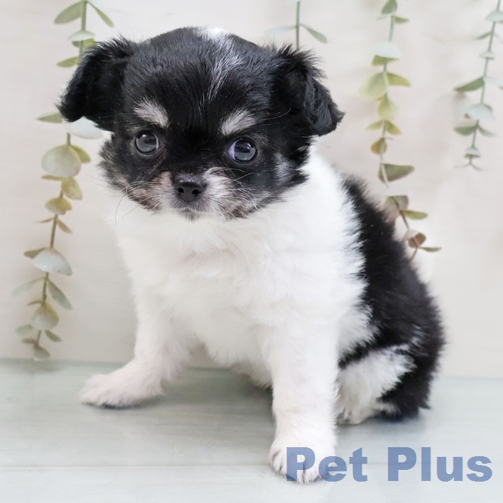 岐阜県のチワワ(ロング) (ペットプラス 各務原店/2026年1月21日生まれ/女の子/ブラックタンホワイト)の子犬の2枚目の画像