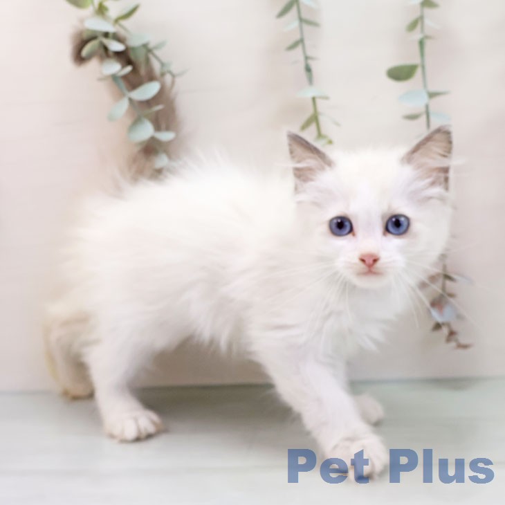 福岡県のラグドール (ペットプラス 八幡東店/2026年1月14日生まれ/女の子/ブルーポイントバイカラー)の子猫の1枚目の画像