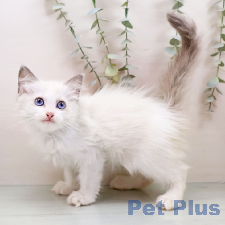 福岡県のラグドール (ペットプラス 八幡東店/2026年1月14日生まれ/女の子/ブルーポイントバイカラー)の子猫の2枚目の画像