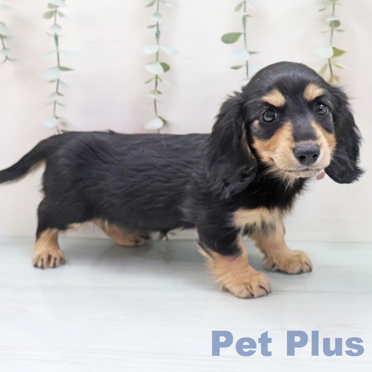 兵庫県のミニチュアダックスフンド(ロング) (ペットプラス 姫路大津店/2026年1月19日生まれ/女の子/ブラックタン)の子犬の1枚目の画像