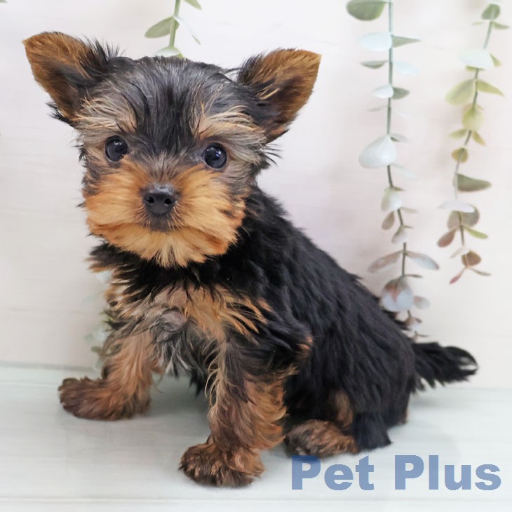 福岡県のヨークシャーテリア (ペットプラス 八幡東店/2026年1月21日生まれ/男の子/スチールブルータン)の子犬の1枚目の画像