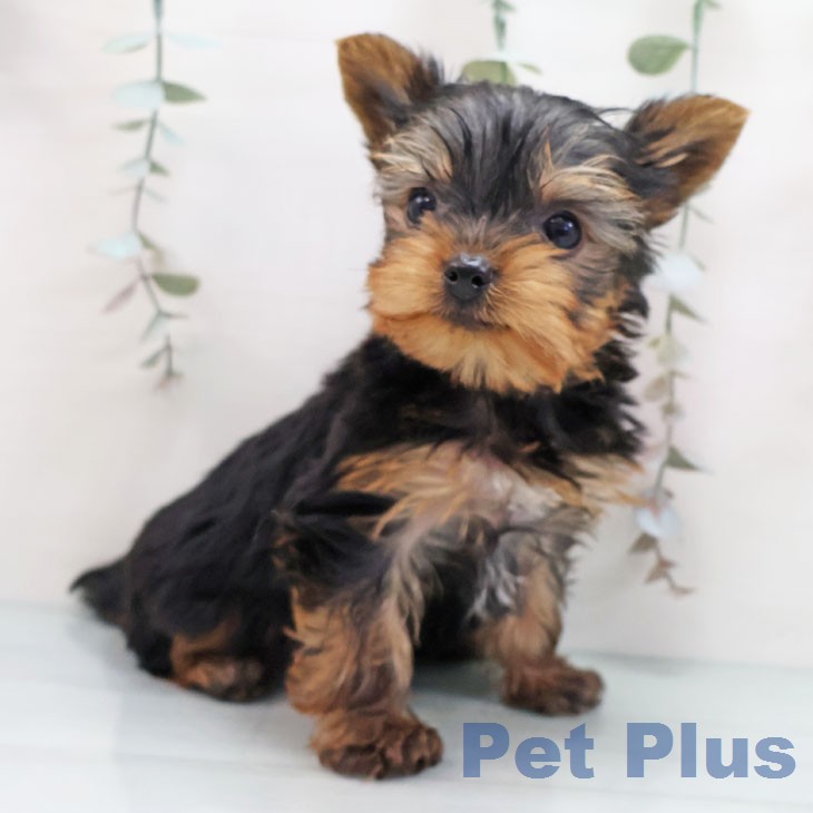 福岡県のヨークシャーテリア (ペットプラス 八幡東店/2026年1月21日生まれ/男の子/スチールブルータン)の子犬の2枚目の画像