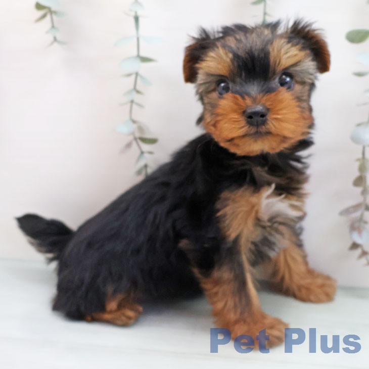 宮崎県のヨークシャーテリア (ペットプラス 宮崎店/2026年1月21日生まれ/女の子/スチールブルータン)の子犬の1枚目の画像