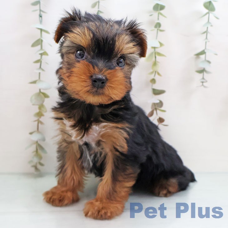 宮崎県のヨークシャーテリア (ペットプラス 宮崎店/2026年1月21日生まれ/女の子/スチールブルータン)の子犬の2枚目の画像