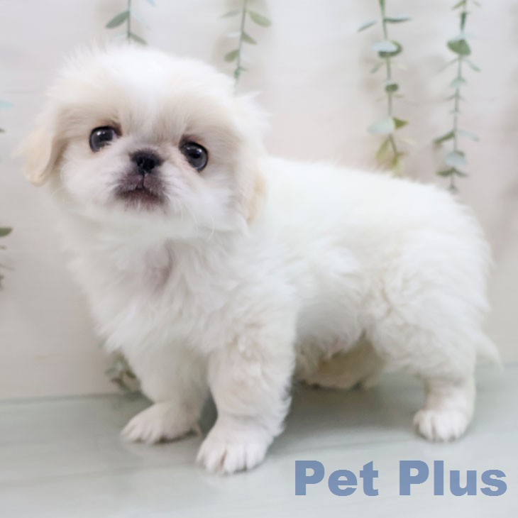 ペキニーズの写真2