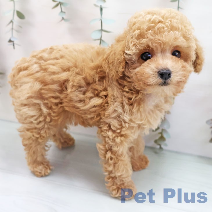 福岡県のトイプードル(トイ) (ペットプラス 香椎浜店/2026年1月9日生まれ/女の子/クリーム)の子犬の1枚目の画像