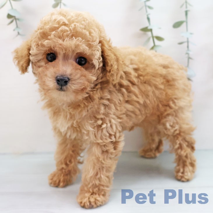 福岡県のトイプードル(トイ) (ペットプラス 香椎浜店/2026年1月9日生まれ/女の子/クリーム)の子犬の2枚目の画像