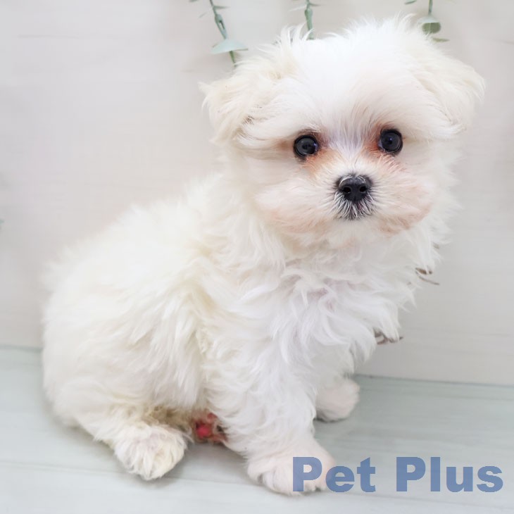 大阪府のマルチーズ (ペットプラス 堺鉄砲町店/2026年1月21日生まれ/男の子/ホワイト)の子犬の1枚目の画像