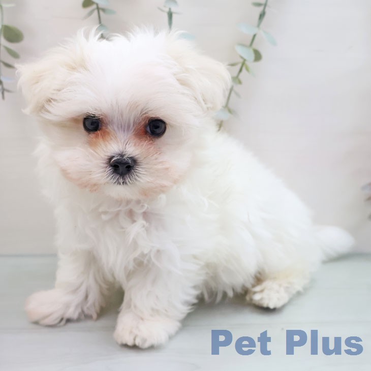 大阪府のマルチーズ (ペットプラス 堺鉄砲町店/2026年1月21日生まれ/男の子/ホワイト)の子犬の2枚目の画像