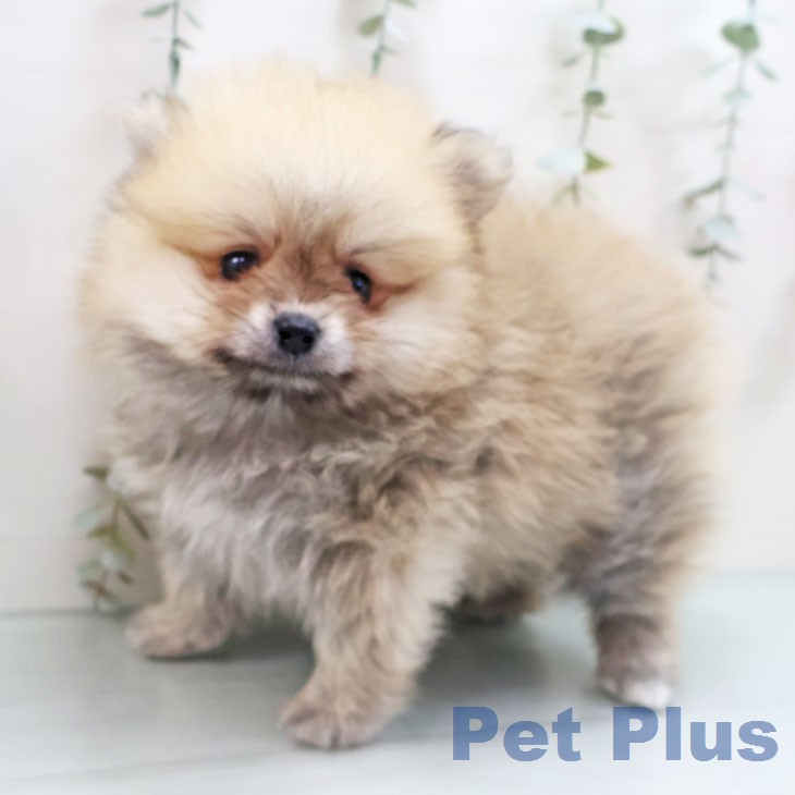 ポメラニアンの写真2