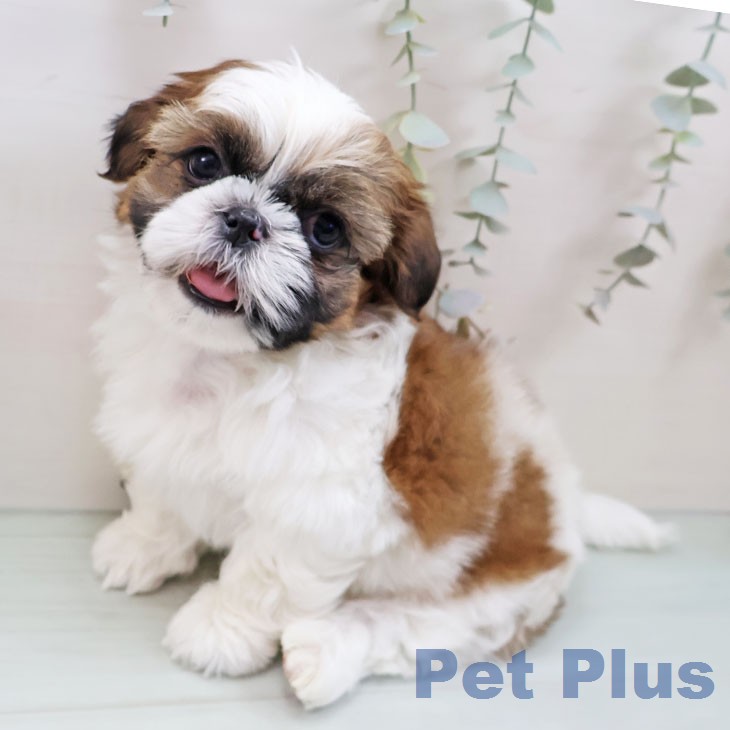 シー・ズーの写真2