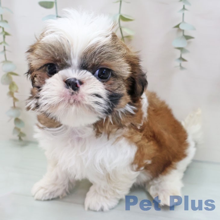 福岡県のシーズー (ペットプラス ららぽーと福岡店/2026年1月19日生まれ/男の子/ゴールドホワイト)の子犬の1枚目の画像