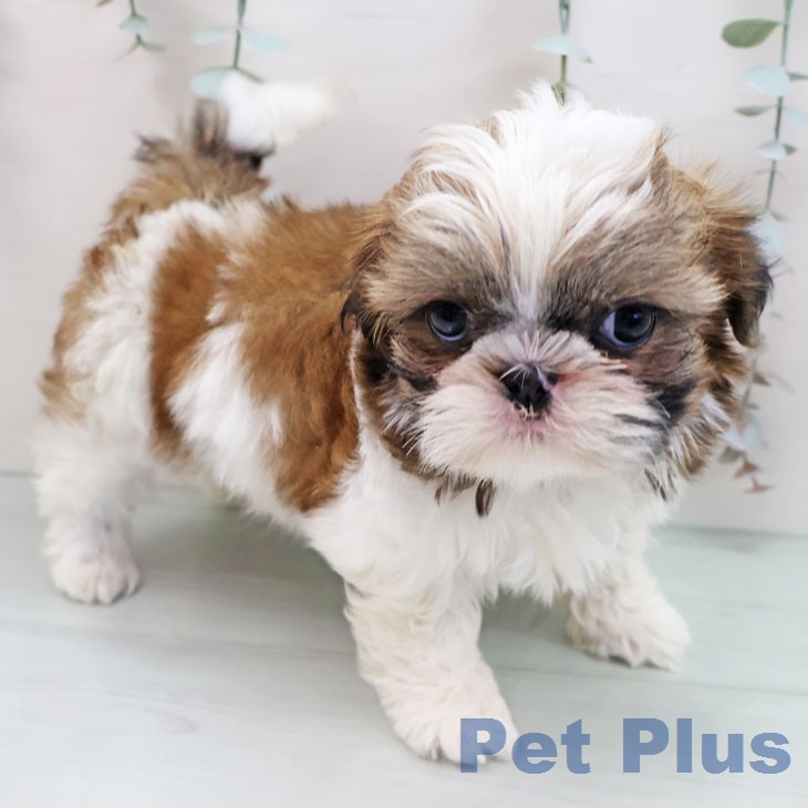 福岡県のシーズー (ペットプラス ららぽーと福岡店/2026年1月19日生まれ/男の子/ゴールドホワイト)の子犬の2枚目の画像
