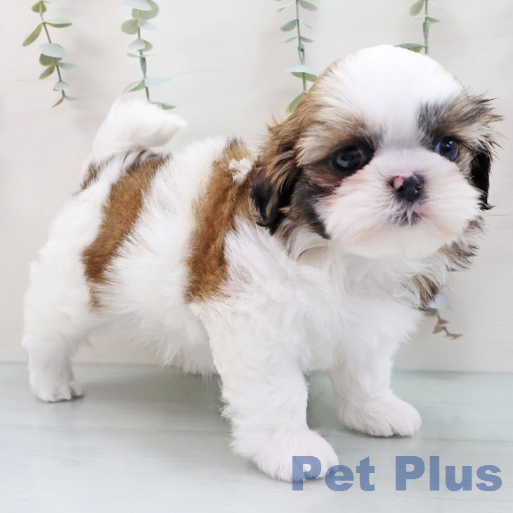 福岡県のシーズー (ペットプラス 八幡東店/2026年1月19日生まれ/女の子/ゴールドホワイト)の子犬の1枚目の画像