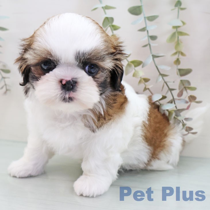 福岡県のシーズー (ペットプラス 八幡東店/2026年1月19日生まれ/女の子/ゴールドホワイト)の子犬の2枚目の画像