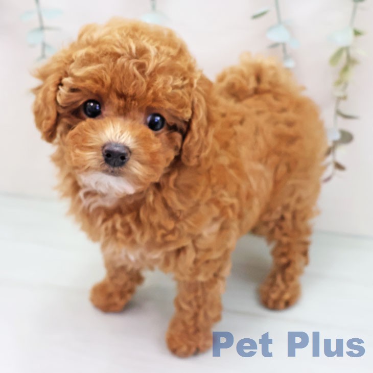 トイ・プードル