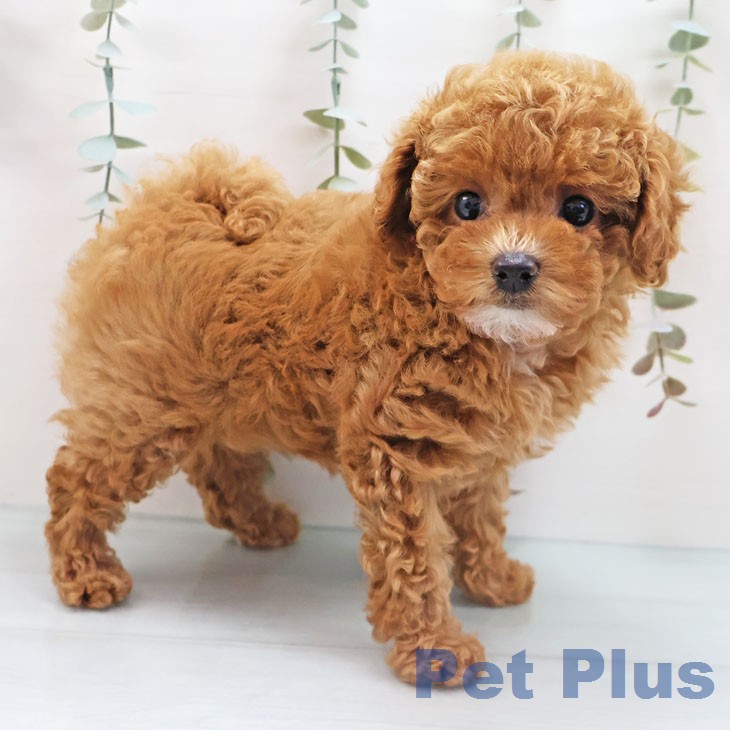 トイ・プードルの写真2