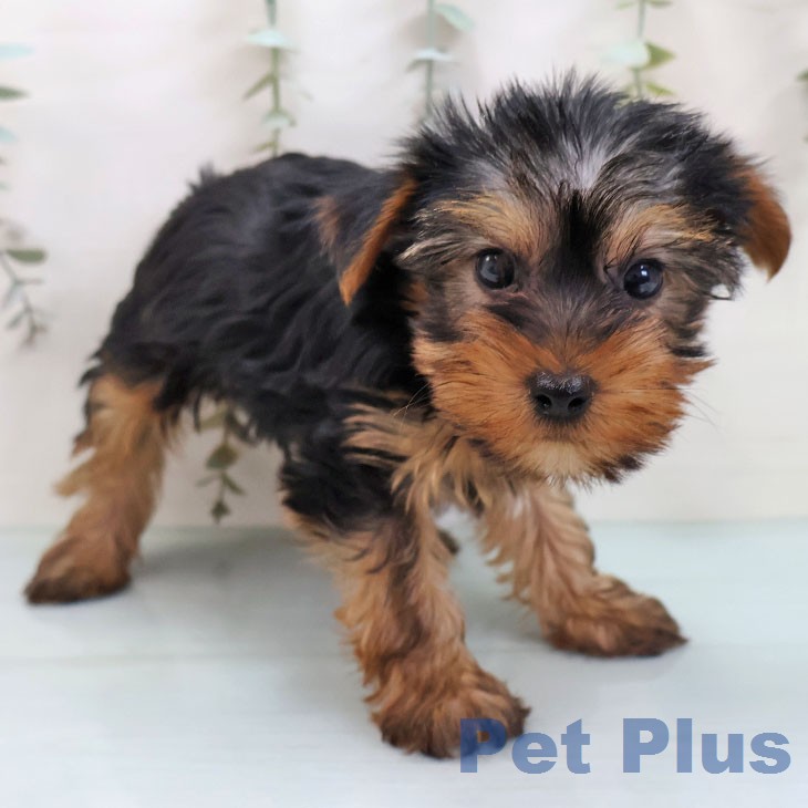 兵庫県のヨークシャーテリア (ペットプラス 姫路大津店/2026年1月21日生まれ/男の子/スチールブルータン)の子犬の1枚目の画像