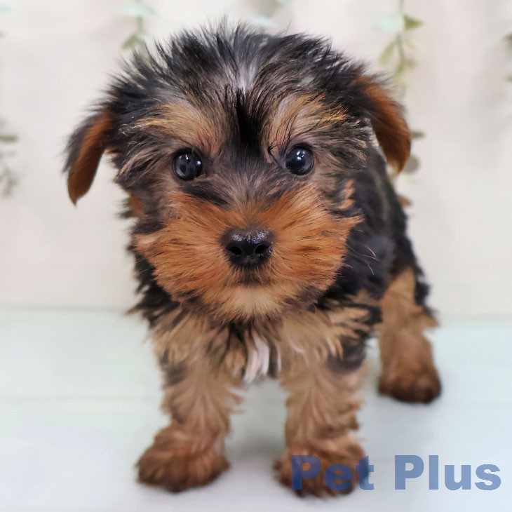 兵庫県のヨークシャーテリア (ペットプラス 姫路大津店/2026年1月21日生まれ/男の子/スチールブルータン)の子犬の2枚目の画像