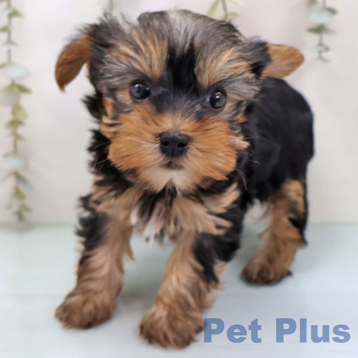 ヨークシャー・テリア