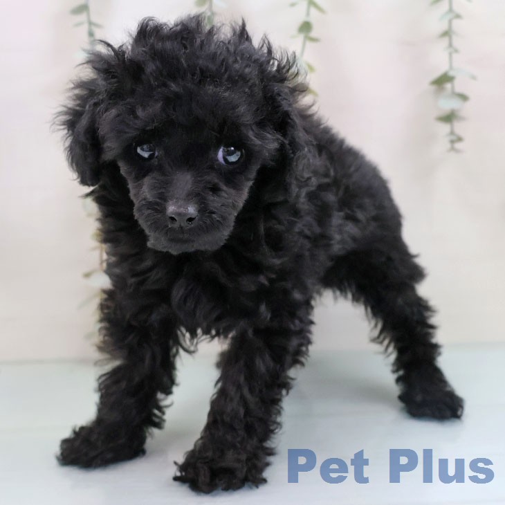 福岡県のトイプードル(トイ) (ペットプラス ららぽーと福岡店/2026年1月2日生まれ/女の子/ブラック)の子犬の1枚目の画像