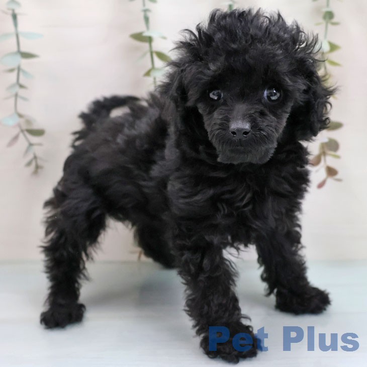 福岡県のトイプードル(トイ) (ペットプラス ららぽーと福岡店/2026年1月2日生まれ/女の子/ブラック)の子犬の2枚目の画像