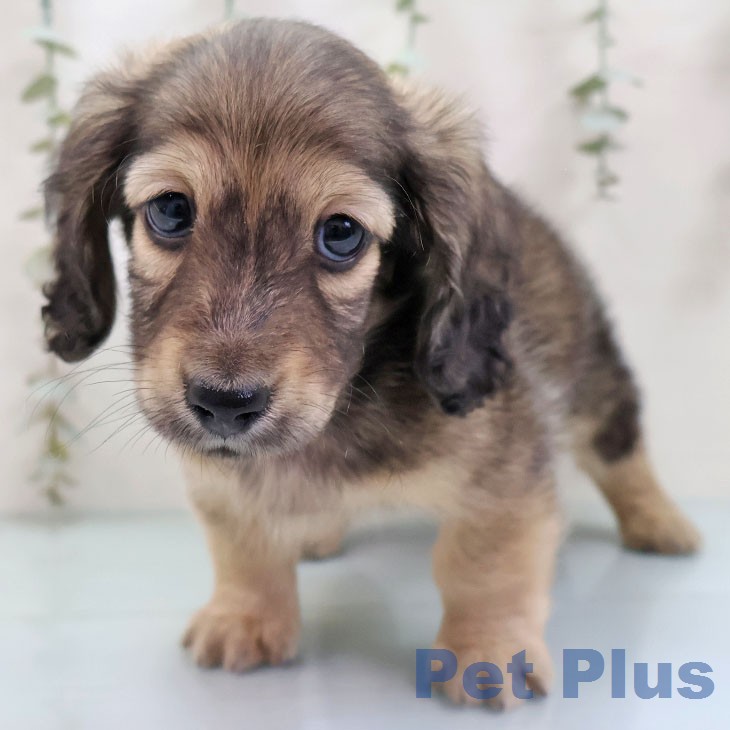 福岡県のミニチュアダックスフンド(ロング) (ペットプラス 八幡東店/2026年1月22日生まれ/男の子/シェーデットイエロー)の子犬の1枚目の画像