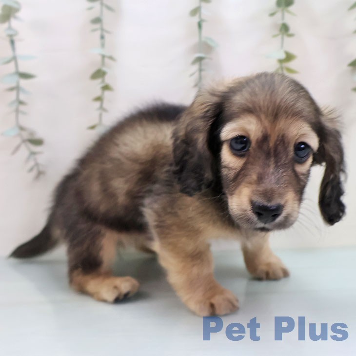 福岡県のミニチュアダックスフンド(ロング) (ペットプラス 八幡東店/2026年1月22日生まれ/男の子/シェーデットイエロー)の子犬の2枚目の画像