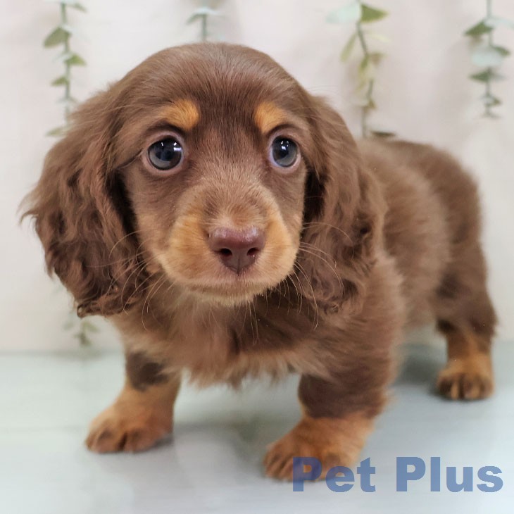 兵庫県のミニチュアダックスフンド(ロング) (ペットプラス 神戸三宮店/2026年1月17日生まれ/男の子/チョコレートタン)の子犬の1枚目の画像