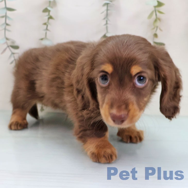 兵庫県のミニチュアダックスフンド(ロング) (ペットプラス 神戸三宮店/2026年1月17日生まれ/男の子/チョコレートタン)の子犬の2枚目の画像