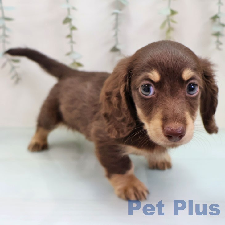 ミニチュア・ダックスフンド