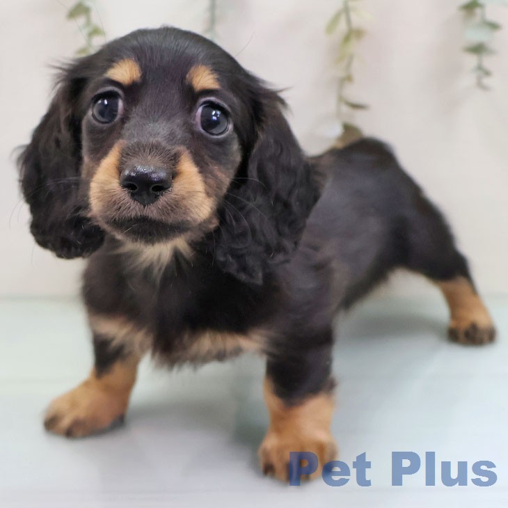 ミニチュア・ダックスフンドの写真2