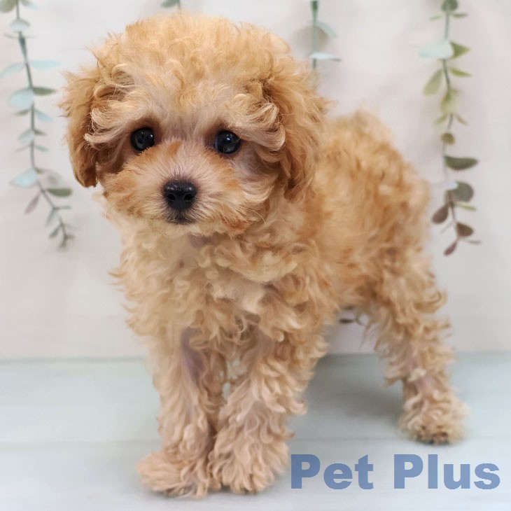 熊本県のトイプードル(トイ) (ペットプラス 熊本店/2026年1月1日生まれ/女の子/アプリコット)の子犬