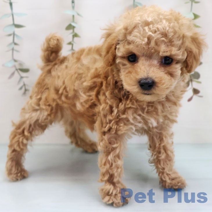 トイ・プードルの写真2