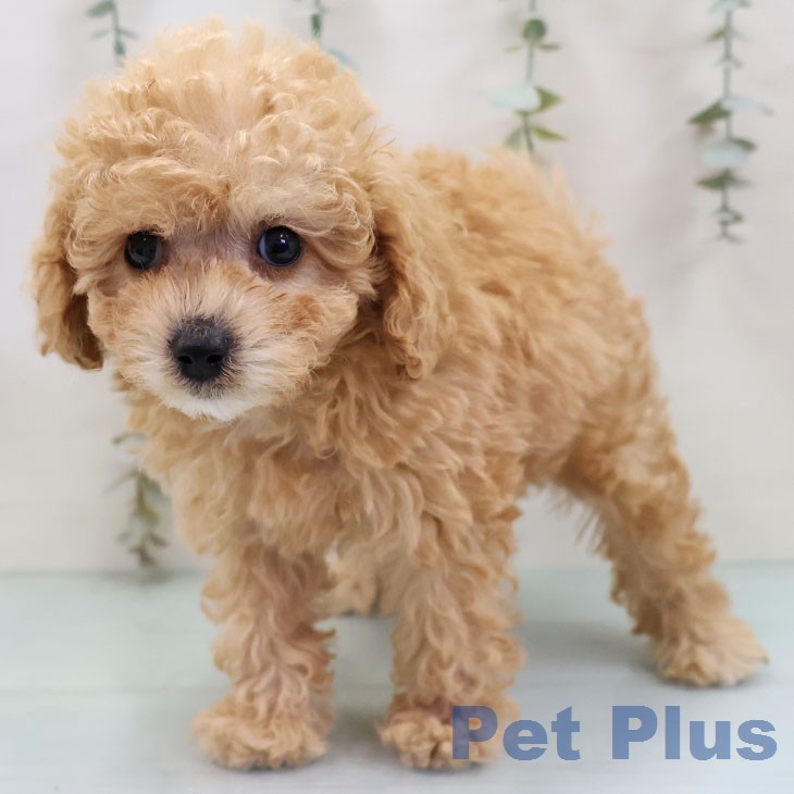 トイ・プードルの写真2