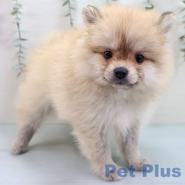 福岡県のポメラニアン (ペットプラス 福岡伊都店/2026年1月22日生まれ/女の子/クリームセーブル)の子犬の1枚目の画像