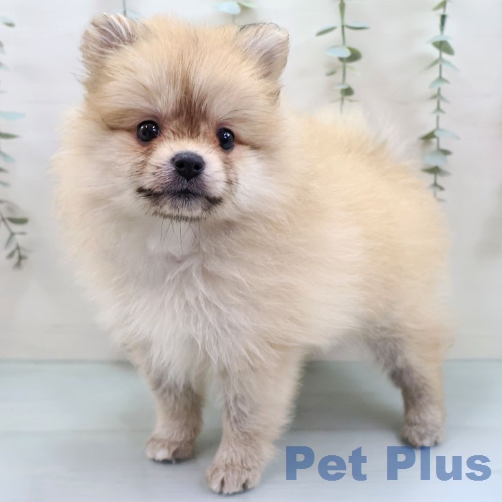 福岡県のポメラニアン (ペットプラス 福岡伊都店/2026年1月22日生まれ/女の子/クリームセーブル)の子犬の2枚目の画像