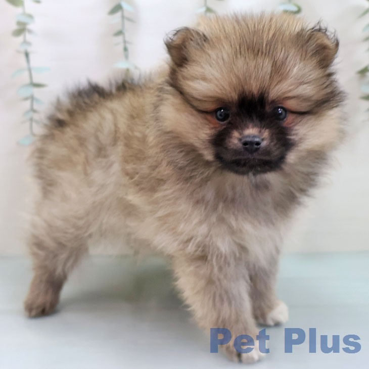 福岡県のポメラニアン (ペットプラス 八幡東店/2026年1月22日生まれ/女の子/ウルフセーブル)の子犬の1枚目の画像