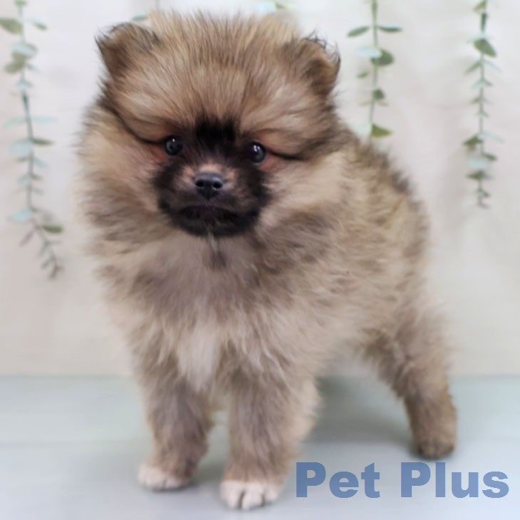 福岡県のポメラニアン (ペットプラス 八幡東店/2026年1月22日生まれ/女の子/ウルフセーブル)の子犬の2枚目の画像