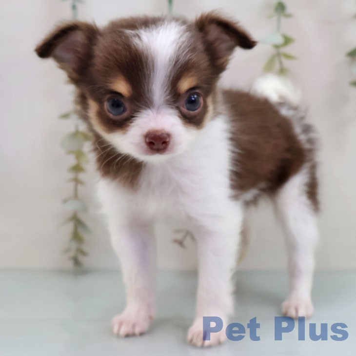 宮崎県のチワワ(ロング) (ペットプラス 宮崎店/2026年1月22日生まれ/男の子/チョコレートタンホワイト)の子犬の1枚目の画像