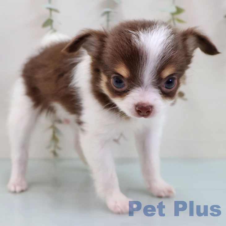 宮崎県のチワワ(ロング) (ペットプラス 宮崎店/2026年1月22日生まれ/男の子/チョコレートタンホワイト)の子犬の2枚目の画像