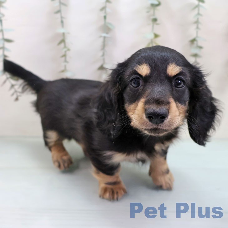 ミニチュア・ダックスフンド